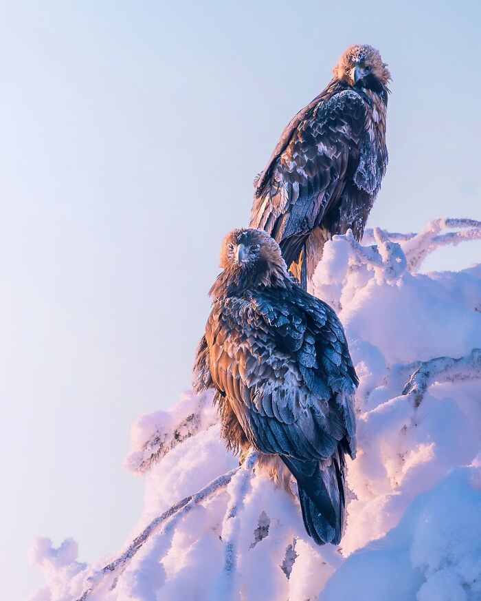 Birds Of Finland: 60 Stunning Images By Photographer Tom Nickels