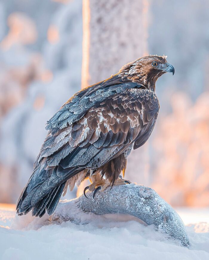 Birds Of Finland: 60 Stunning Images By Photographer Tom Nickels