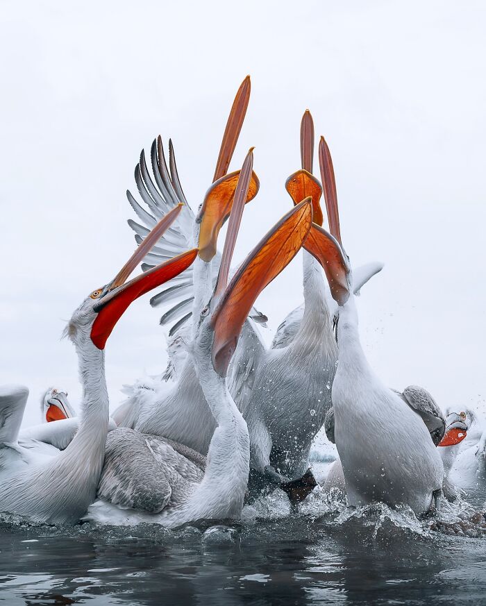 Birds Of Finland: 60 Stunning Images By Photographer Tom Nickels