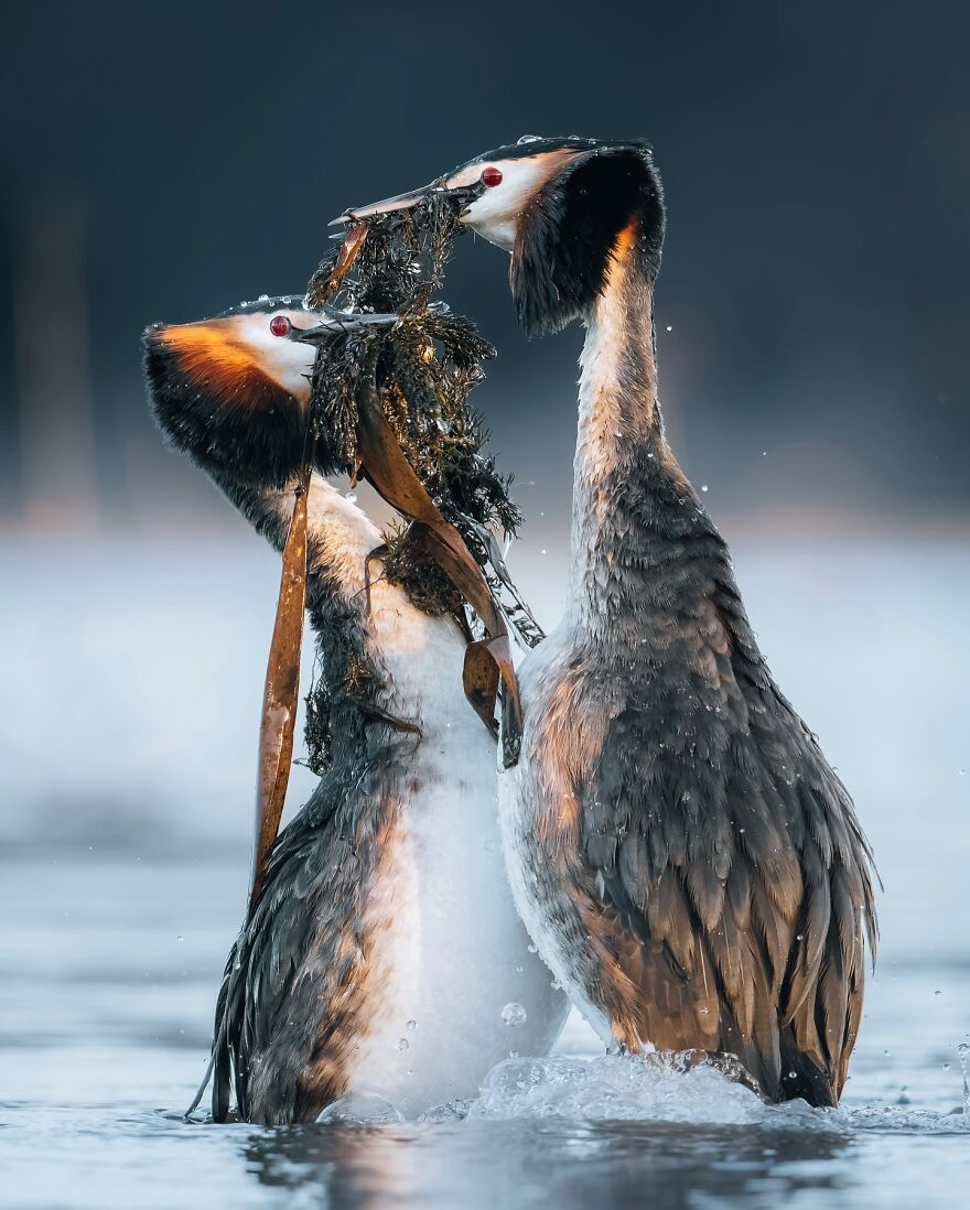 Wings Of Finland: Tom Nickels’ Stunning Bird Photography-Interview