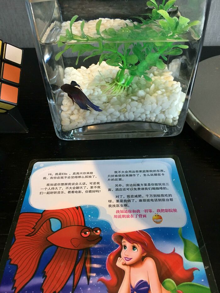 I Had A Fish In My Hotel Room In Beijing. To Keep Me Company