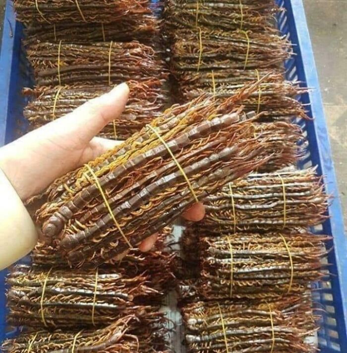 As A Food Item, Certain Large Centipedes Are Consumed In China