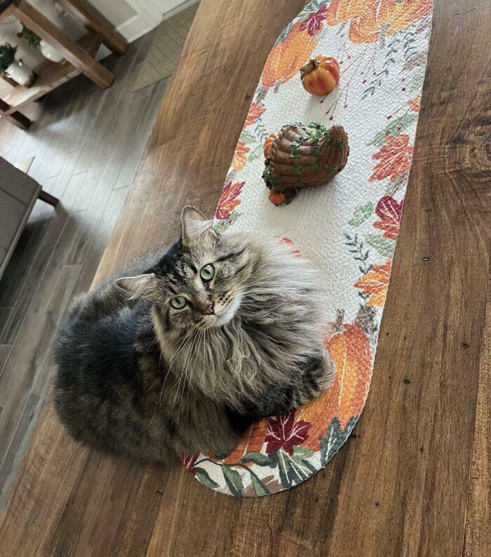 He Wants To Be A Thanksgiving Decoration Too