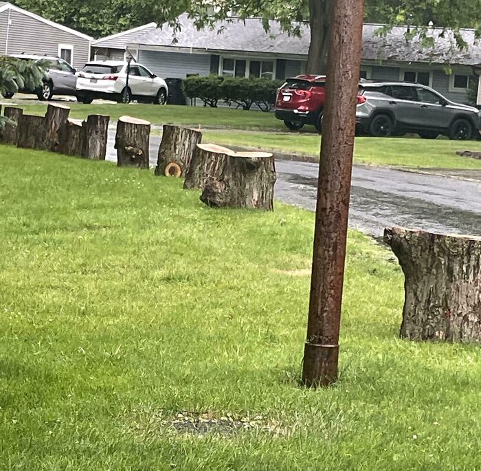 Neighbors Cut Down A Tree In The Backyard And Decorated The Front With It