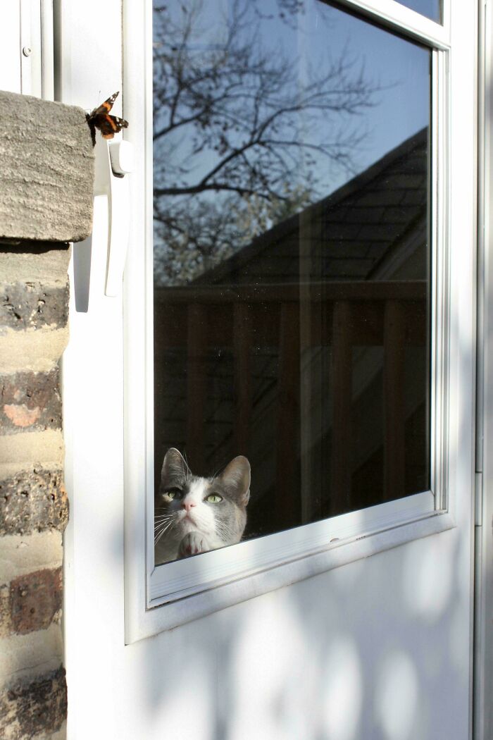 Cat gazing out a window at a butterfly, resembling a scene from Renaissance paintings.