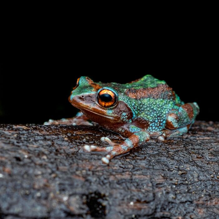 Tiny Wonders: Biju Pb’s Stunning Macro Photography Of Frogs