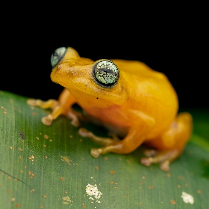 Tiny Wonders: Biju Pb’s Stunning Macro Photography Of Frogs