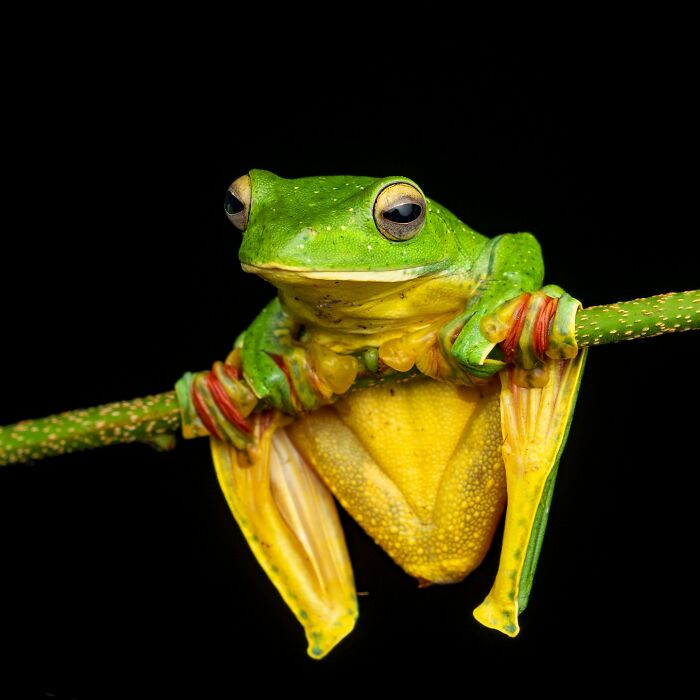 Tiny Wonders: Biju Pb’s Stunning Macro Photography Of Frogs