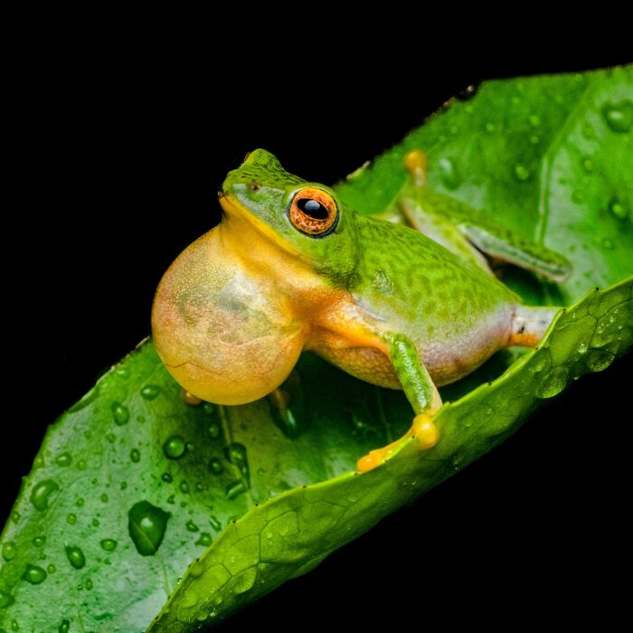 Tiny Wonders: Biju Pb’s Stunning Macro Photography Of Frogs