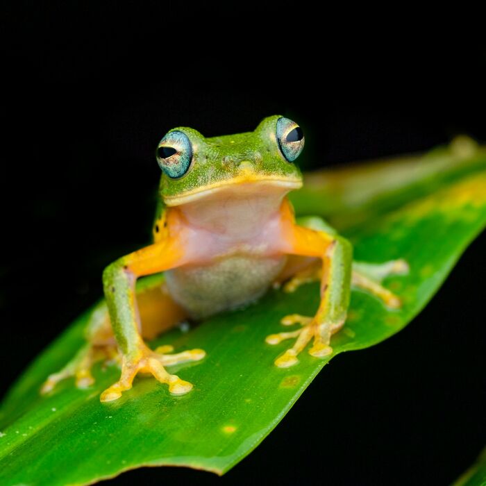 Tiny Wonders: Biju Pb’s Stunning Macro Photography Of Frogs