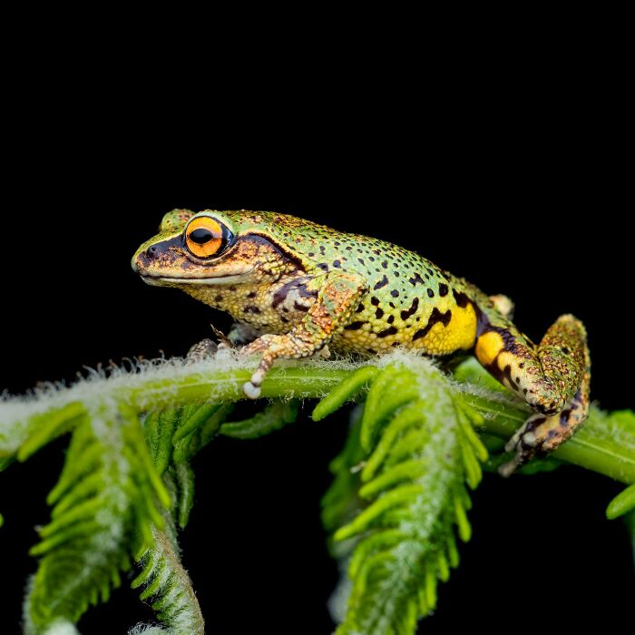 Tiny Wonders: Biju Pb’s Stunning Macro Photography Of Frogs