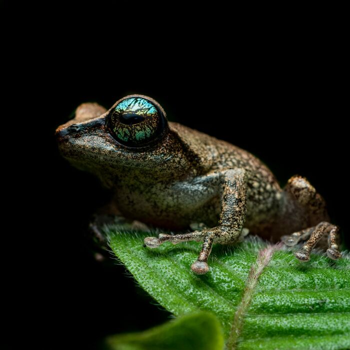 Tiny Wonders: Biju Pb’s Stunning Macro Photography Of Frogs