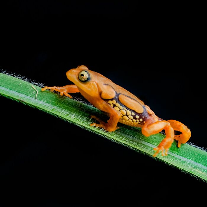 Tiny Wonders: Biju Pb’s Stunning Macro Photography Of Frogs