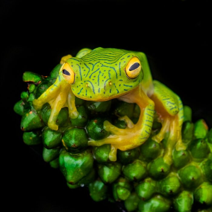 Tiny Wonders: Biju Pb’s Stunning Macro Photography Of Frogs