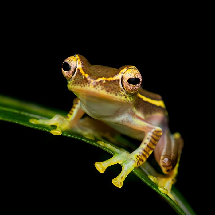 Tiny Wonders: Biju Pb’s Stunning Macro Photography Of Frogs