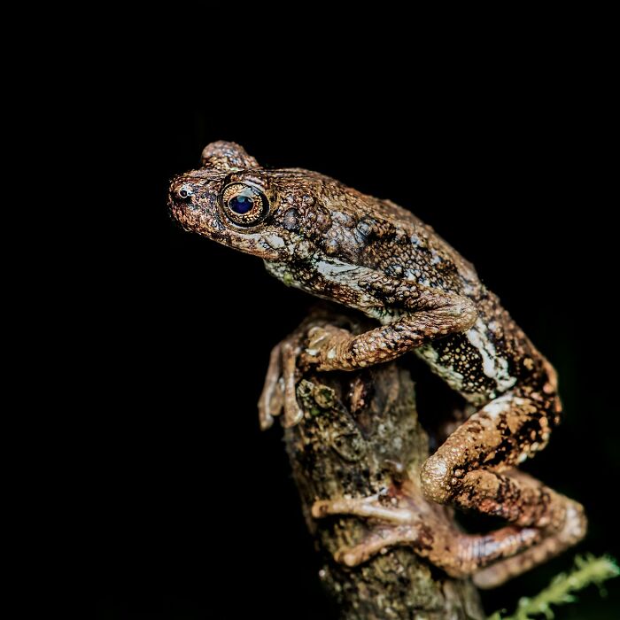 Tiny Wonders: Biju Pb’s Stunning Macro Photography Of Frogs