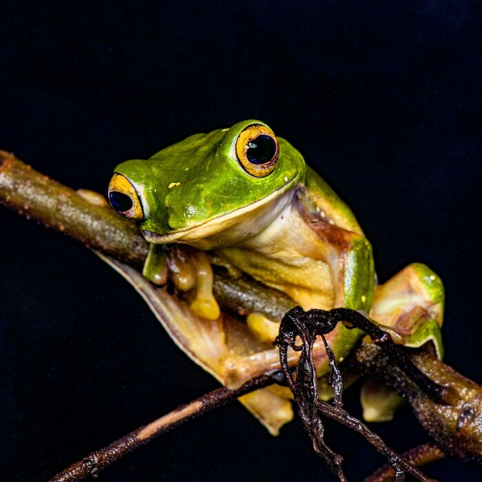 Tiny Wonders: Biju Pb’s Stunning Macro Photography Of Frogs