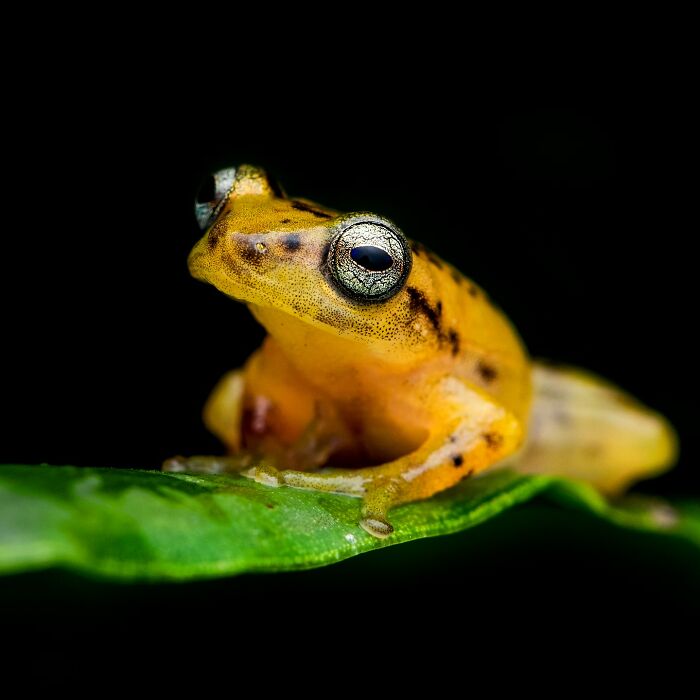 Tiny Wonders: Biju Pb’s Stunning Macro Photography Of Frogs