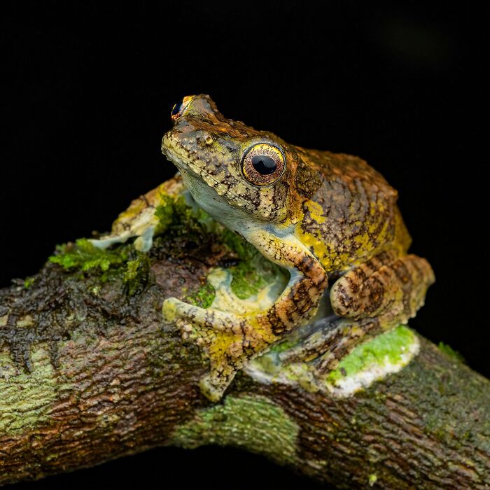 Tiny Wonders: Biju Pb’s Stunning Macro Photography Of Frogs