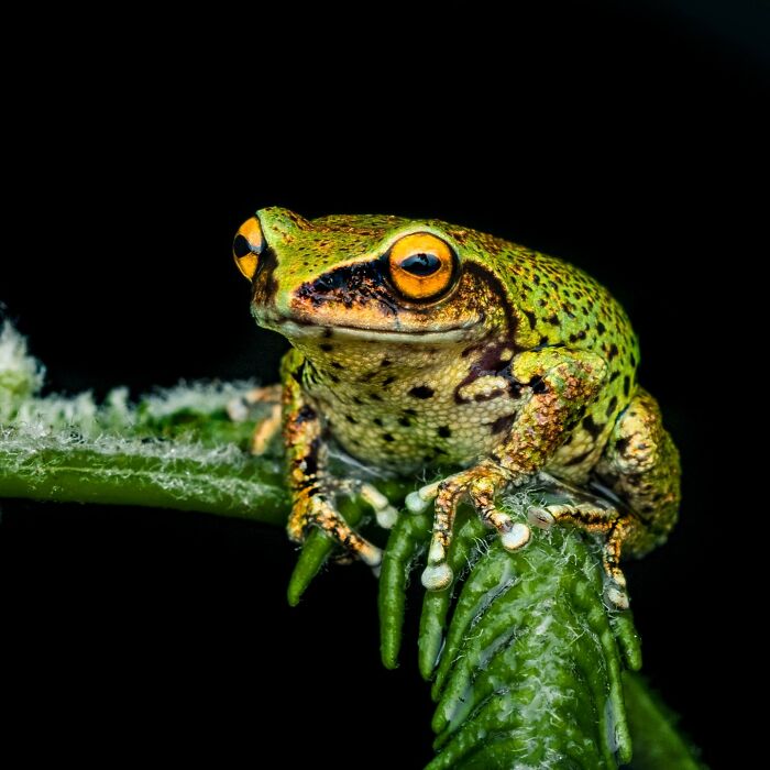 Tiny Wonders: Biju Pb’s Stunning Macro Photography Of Frogs