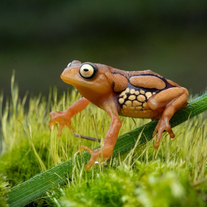 Tiny Wonders: Biju Pb’s Stunning Macro Photography Of Frogs