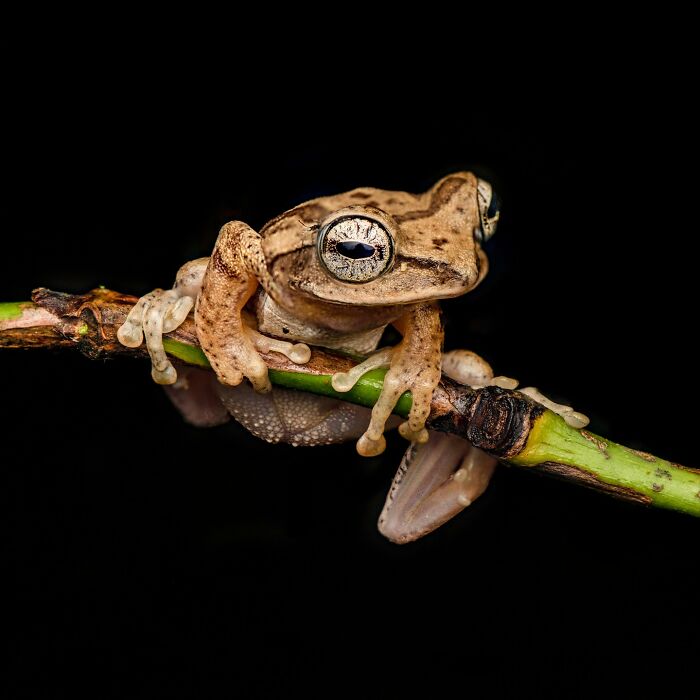 Tiny Wonders: Biju Pb’s Stunning Macro Photography Of Frogs