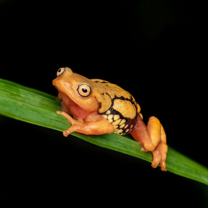 Tiny Wonders: Biju Pb’s Stunning Macro Photography Of Frogs