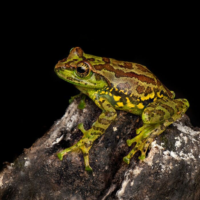 Tiny Wonders: Biju Pb’s Stunning Macro Photography Of Frogs