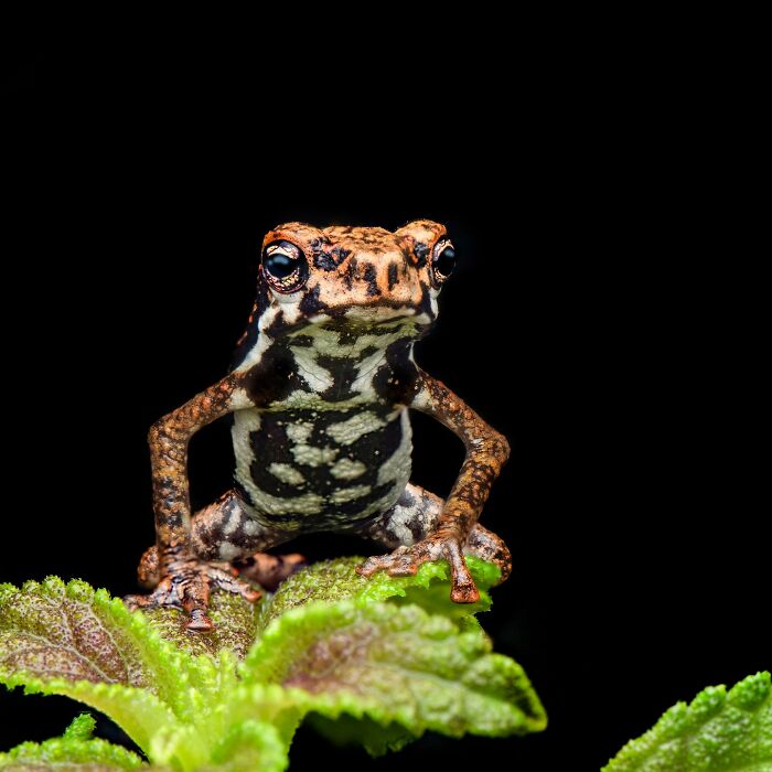 Tiny Wonders: Biju Pb’s Stunning Macro Photography Of Frogs