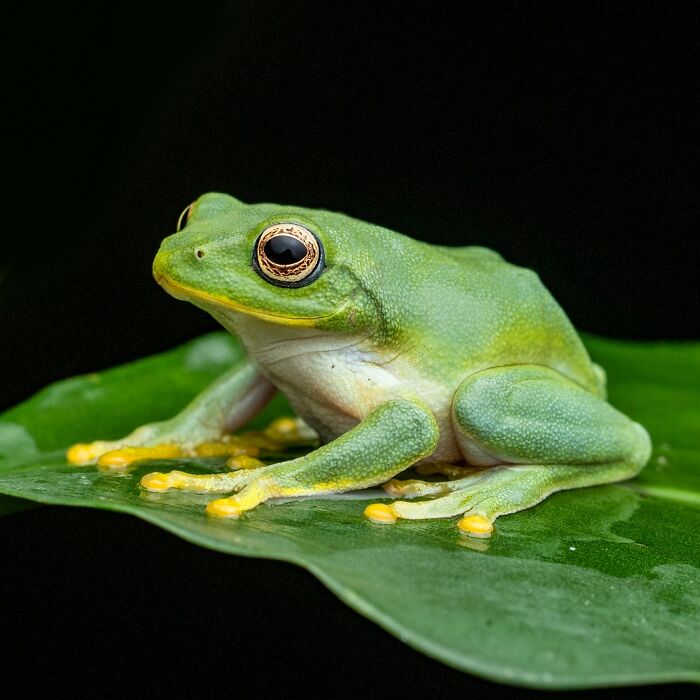 Tiny Wonders: Biju Pb’s Stunning Macro Photography Of Frogs