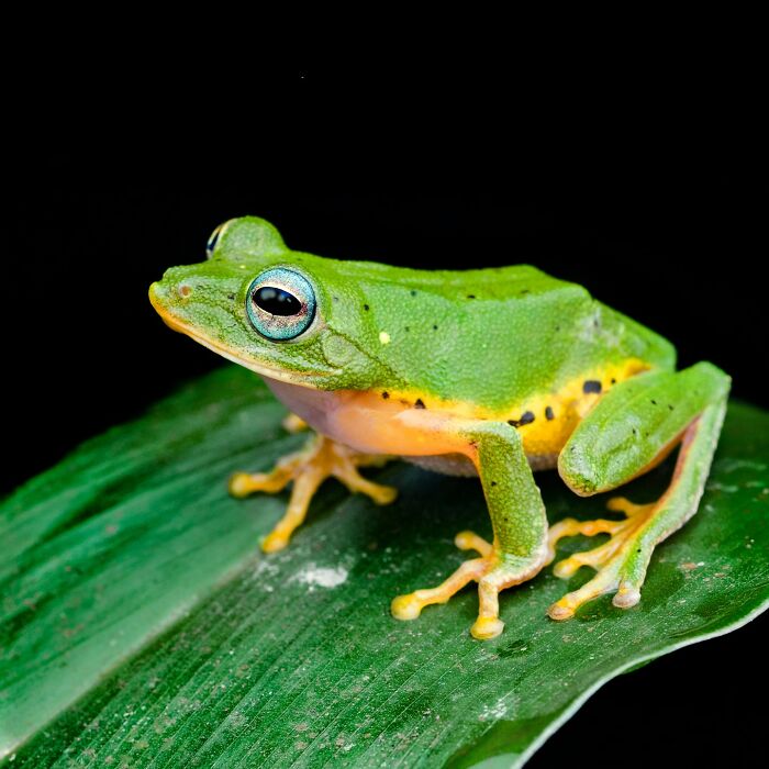 Tiny Wonders: Biju Pb’s Stunning Macro Photography Of Frogs