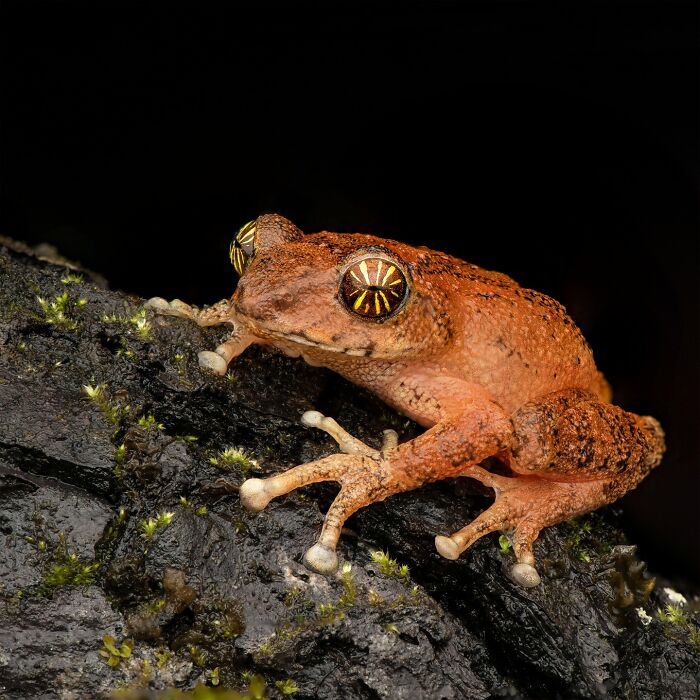 Tiny Wonders: Biju Pb’s Stunning Macro Photography Of Frogs