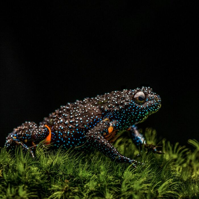 Tiny Wonders: Biju Pb’s Stunning Macro Photography Of Frogs