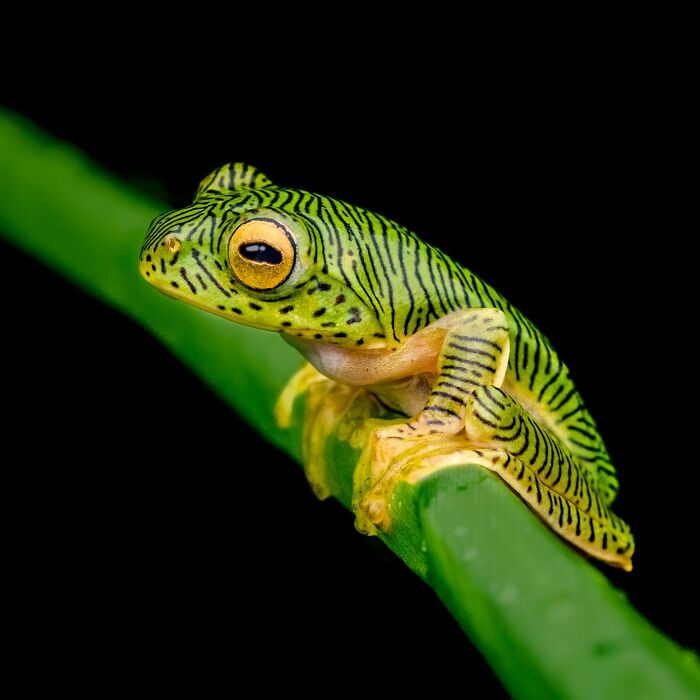 Tiny Wonders: Biju Pb’s Stunning Macro Photography Of Frogs