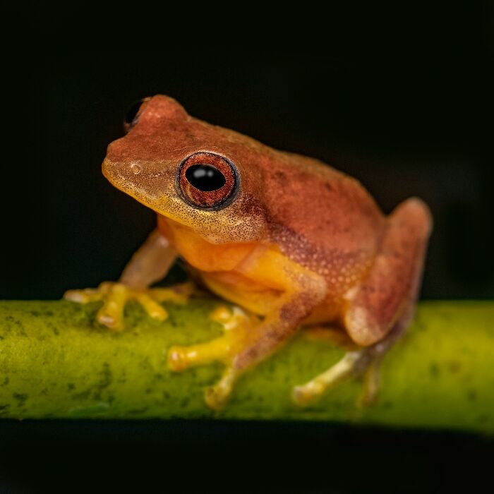 Tiny Wonders: Biju Pb’s Stunning Macro Photography Of Frogs