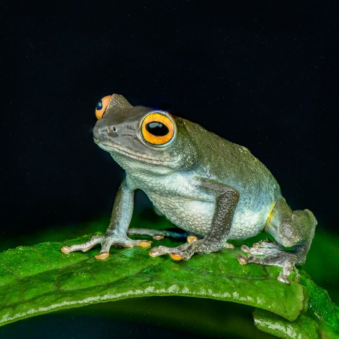 Tiny Wonders: Biju Pb’s Stunning Macro Photography Of Frogs