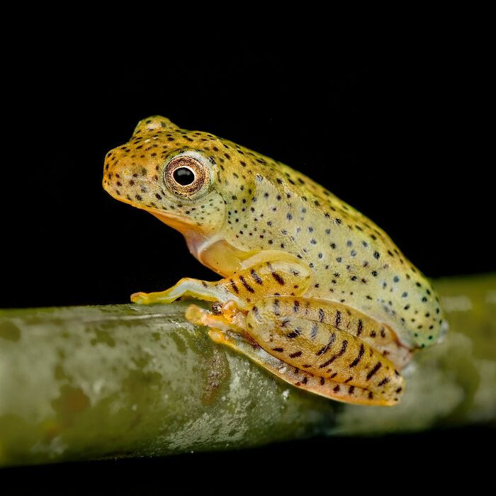 Tiny Wonders: Biju Pb’s Stunning Macro Photography Of Frogs