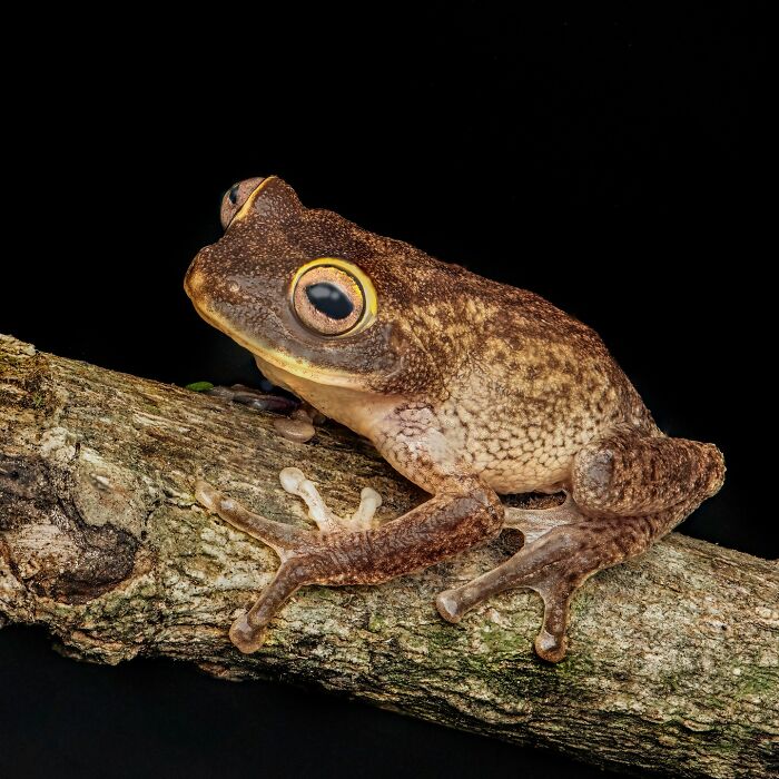 Tiny Wonders: Biju Pb’s Stunning Macro Photography Of Frogs