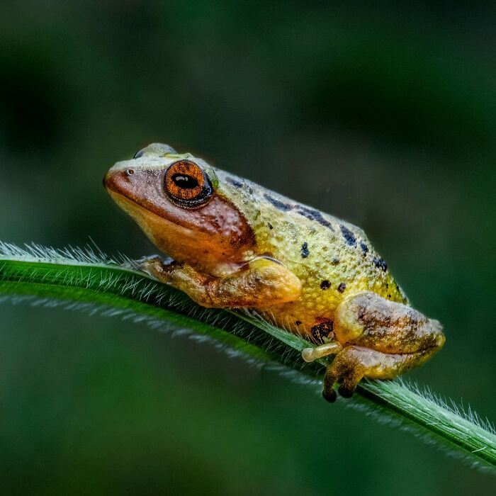 Tiny Wonders: Biju Pb’s Stunning Macro Photography Of Frogs