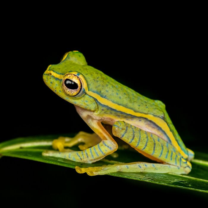 Tiny Wonders: Biju Pb’s Stunning Macro Photography Of Frogs