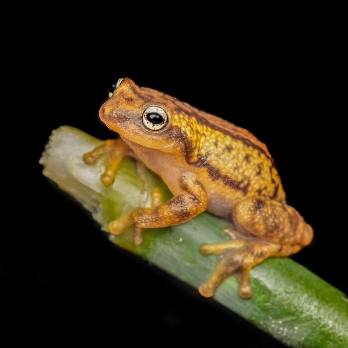 Tiny Wonders: Biju Pb’s Stunning Macro Photography Of Frogs