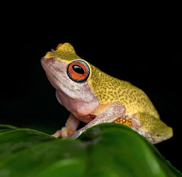 Tiny Wonders: Biju Pb’s Stunning Macro Photography Of Frogs