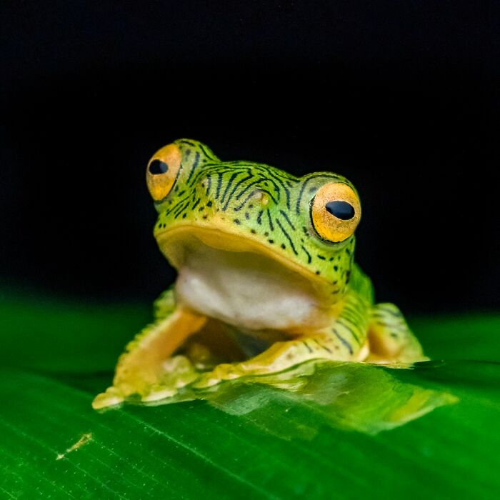 Tiny Wonders: Biju Pb’s Stunning Macro Photography Of Frogs