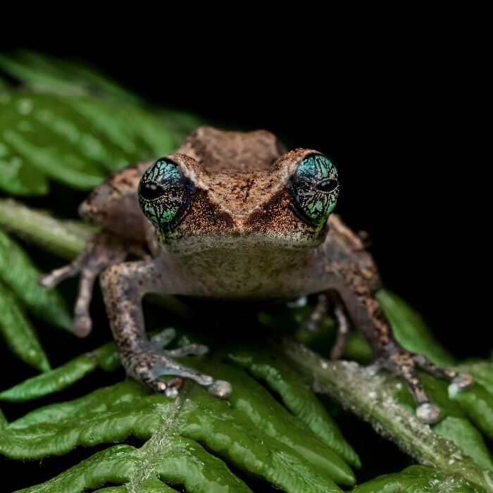 Tiny Wonders: Biju Pb’s Stunning Macro Photography Of Frogs