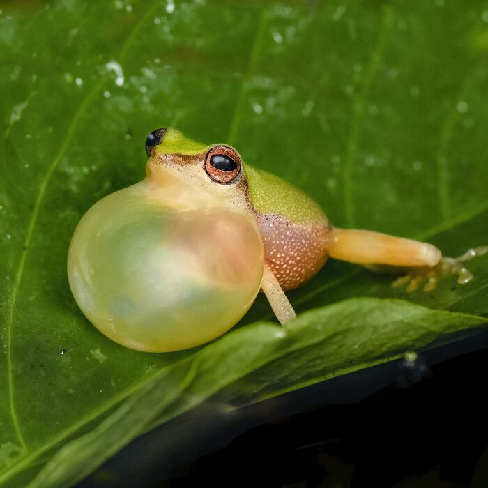 Tiny Wonders: Biju Pb’s Stunning Macro Photography Of Frogs