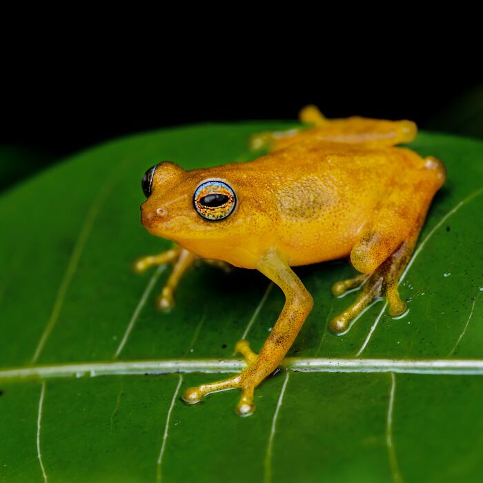 Tiny Wonders: Biju Pb’s Stunning Macro Photography Of Frogs