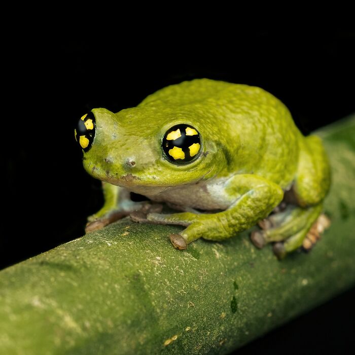 Tiny Wonders: Biju Pb’s Stunning Macro Photography Of Frogs