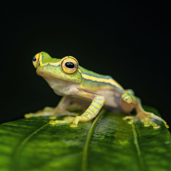 Tiny Wonders: Biju Pb’s Stunning Macro Photography Of Frogs