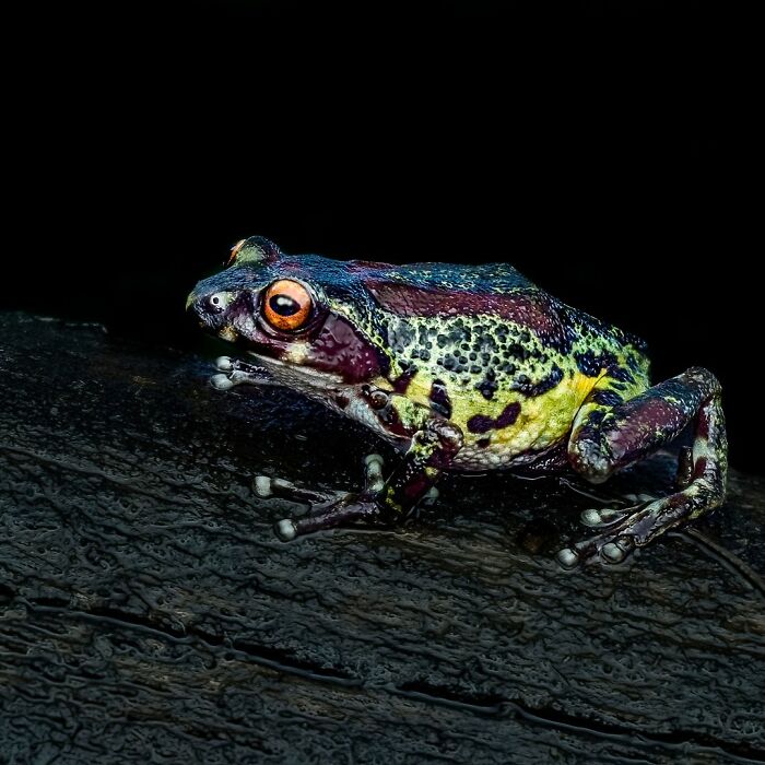 Tiny Wonders: Biju Pb’s Stunning Macro Photography Of Frogs