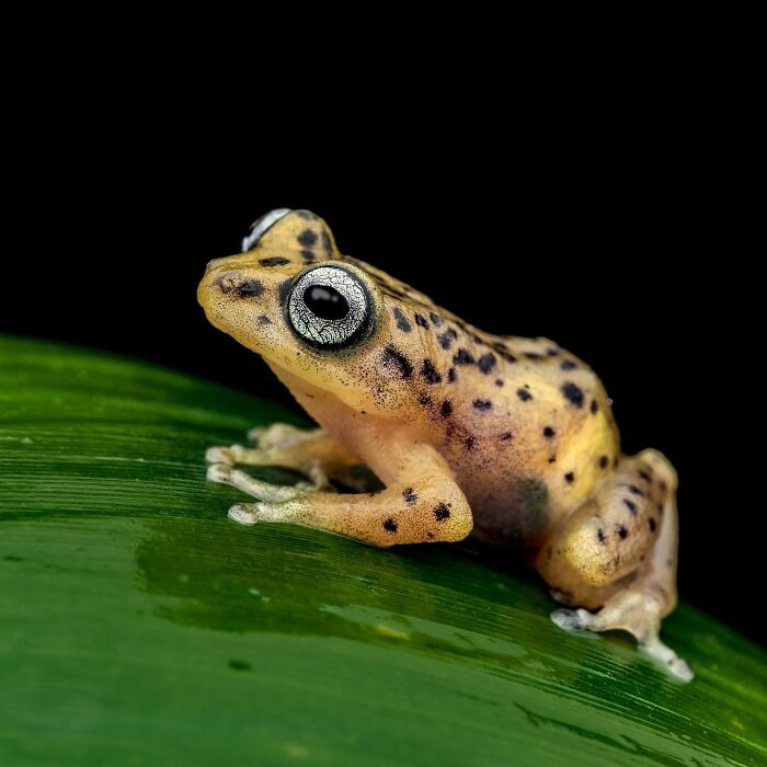 Tiny Wonders: Biju Pb’s Stunning Macro Photography Of Frogs